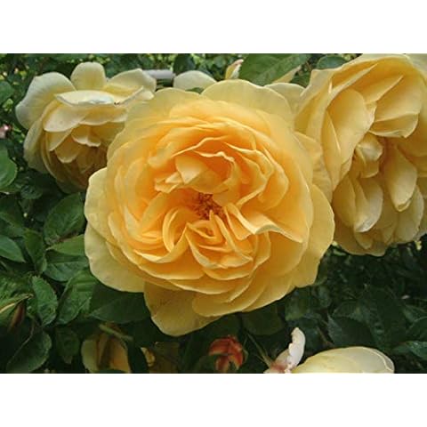 Apuldram Roses "Amnesty International" - Climbing Rose (Potted) Cover