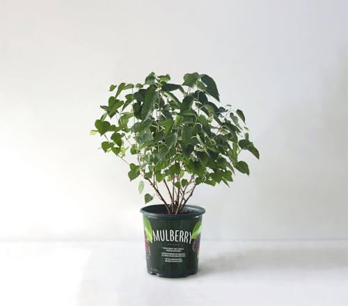 Live Mulberry Tree 1 Gallon Pot Dwarf Fruit Tree Sweet Edible Berries Fast Growing Container Friendly for Patio or Backyard Zones 7 to 10