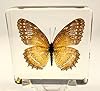 2.9" Real Red Lacewing Butterfly (Female) in Crystal Clear Lucite Resin Specimen Preserved Cethosia Biblis Drury Taxidermy Crafts Collection for Biology Science Education Paperweight Display Supplies #1