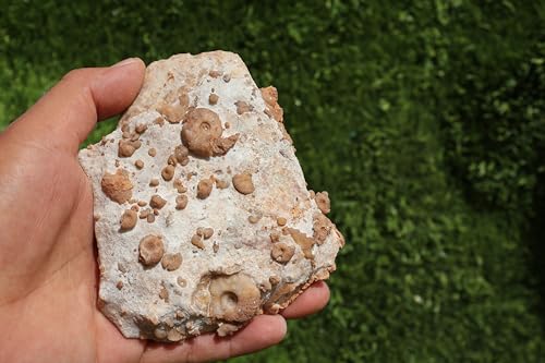 Image of Ammonites & Gastropods Plate Cretaceous Fossils Fossils from Morocco Fossil Rock ammonites Fossil from Morocco A199