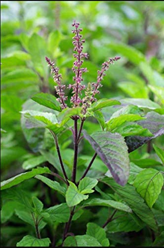 SHOP 360 GARDEN Rama Tulsi, Holy Basil, Tulsi Seeds, Ocimum Sanctum Seeds For Growing - Pack of 200 Seeds (B07X89QNRQ) Amazon Price History, Amazon Price Tracker