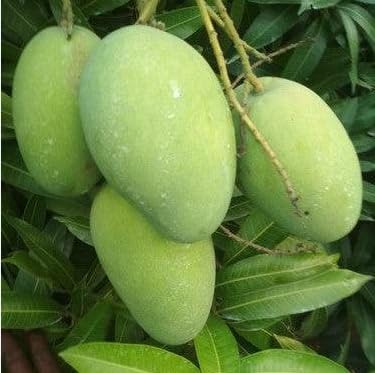 Thailand langra Mango Plant All Time Mango Grafted Healthy Live plant Pack of 1 (Fruit After 1 Year) (B0CHL1PLYG) Amazon Price History, Amazon Price Tracker