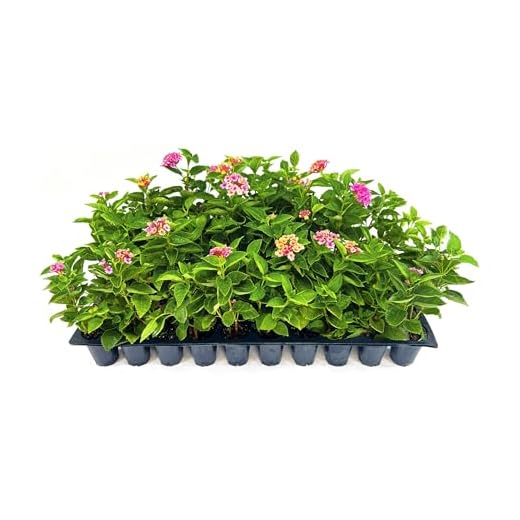 Best garden shrubs for colour Lantana Confetti - 20 Colorful Plants