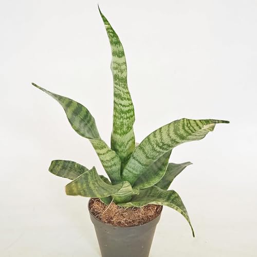 ITANSE サンスベリア トリファシアータ 3号 1個売り 品種で選べる 観葉植物 学名 Sansevieria 'Torch' タイプ リュウゼツラン科 サンセベリア属 非耐寒性常緑多年草 別名 トリファスキアタ 剣のように立ち上がるシャープな葉 緑に