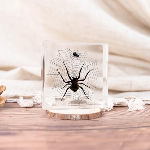 Image of Taxidermy Spiders, 3pcs Real Insect Spider Specimens in Resin for Closer-Look & Study in Safe Healthy Manner, Educational Teaching, Home Office Desk Ornament Paperweight (M Size x3)