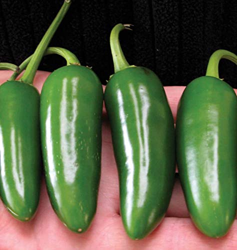 GARDEN SEEDS PEPPER JALAPENO M SEEDS (AVG 30-50) SEEDS X 1 PACKET-image-21