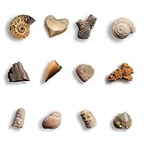 Zoom IMG-2 byncceh kit scavo fossili bambini Zoom IMG-2 byncceh kit scavo fossili bambini