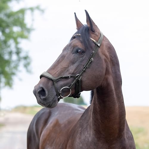 HORZE Filet Stewart Anatomique, Noir, P
