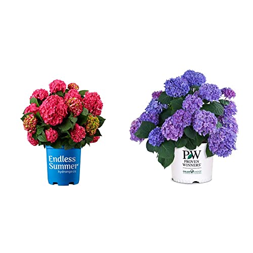 2 Gal. Summer Crush Hydrangea Shrub and Proven Winner Let's Dance Rhythmic Hydrangea, 2 Gallon