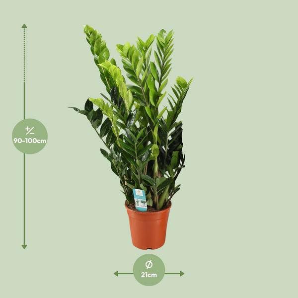Glücksfeder Zamioculcas Zamiifolia Zimmerpflanze Ø21cm 95cm – pflegeleichte Grünpflanze für Wohnzimmer, Büro & helle Standorte kaufen
