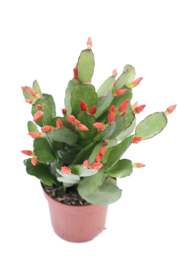 Cactus de Navidad Color Rojo | DECOALIVE | Schlumbergera | Planta Natural | Planta de la Navidad | Flor de Pascua