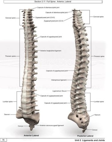 Realism: A Study in Human Structural Anatomy