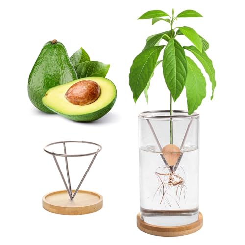 Kit de germination de plantes, kit de culture d'avocat, vase de culture d'avocat, base en bois, vase de démarrage de graines d'avocat, pot de fleurs en verre, facile à germer, décoration de table