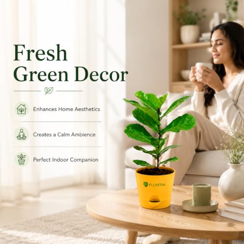 Image of Ficus Lyrata Fiddle Leaf Fig Plant | Live Indoor Plant for Home & Office | Air Purifying Houseplant | Low Maintenance Green Foliage | Decorative Potted Plant for Living Room