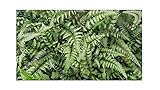 Japanese Painted Fern Athyrium niponicum Pictum 4' Pot