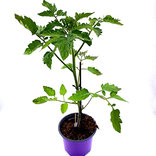 Florapartner Patia Red Roma Tomaten-Pflanze 2er-Set