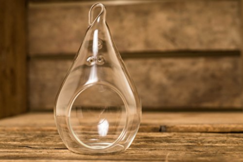 Hinterland Trading Hanging Glass Teardrop Globe Terrarium for Decoration