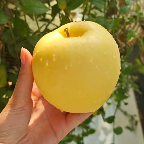 semi di melo Le da giardino sono perenni resistenti mela, all'esterno da giardino roccioso resistenti, 100pcs