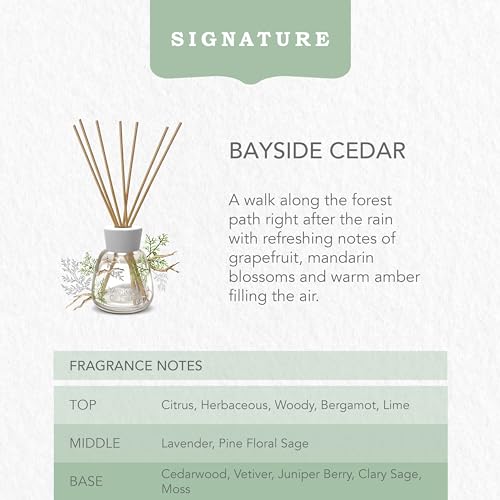 Yankee Candle Signature Reed Diffuser | Bayside Cedar | 100ml | up to 10 Weeks of Fragrance for Women