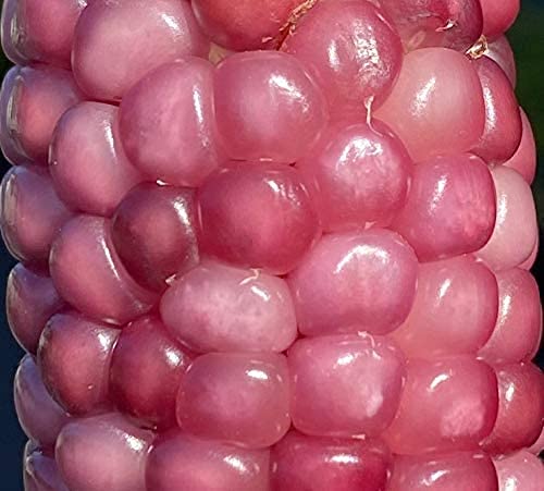 Semillas premium de maíz de palomitas de maíz rosa neón, 100 unidadespaquete