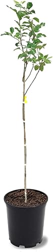 Miniatura 8 de American Plant Exchange Fuji Manzano, maceta de 5 galones, 3-4 pies de alto, planta fructífera viva al aire libre, fruta dulce y ácida