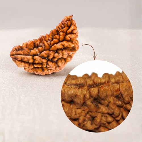 Image of Original 1 Mukhi Original Rudraksha Bead Nepali Origin Lab Certified Symbol of Lord Ganesha Removes Obstacles and Brings Wisdom Meditation, Pooja, Healing for Men & Women