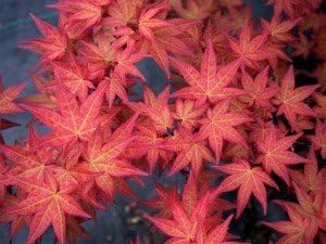 Árbol de 3 años de arce japonés mejorado de Chishio