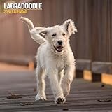 Labradoodle Traditioneller Kalender 2026