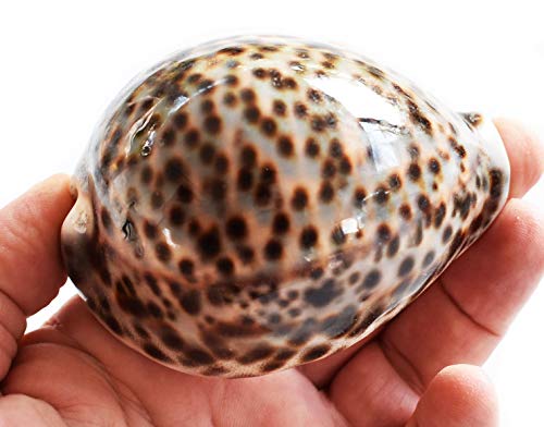Florida Shells and Gifts Inc. One Select X-Large Tiger Cowrie (Cypraea Tigris) Shell 3 1/2