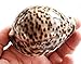 (Cypraea Tigris) Shell 3 1/2
