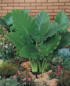 3 Upright Elephant Ear Bulbs- Giant Upright
