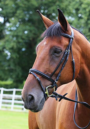 Gallop Padded Bridle and Rubber Reins set (Black, Full)