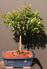 Brush Cherry Bonsai