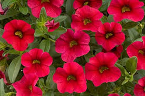 10 Petunia 'Million Bells' Calibrachoa Mixed Collection from Plugplants4u