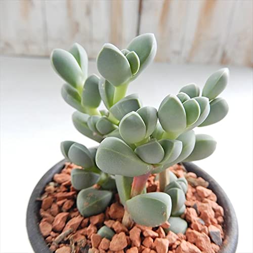 A sdZ [}j[ A 7.5cm|bg