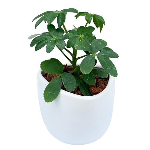 Ԃ̃Mtg J|bN ϗtA ~j { A  y A Mtg O[ 