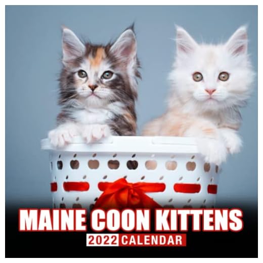 Maine Coon Kittens Calendar 2022: Cute Cat Calendar 2022, January 2022 - December 2022, 12 Months, Squared Monthly Planner | Kalender Calendario Calendrier | BONUS 4 Months 2023
