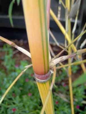 Miniatura 2 de Bambusa Alphonse KARR  Golden Seto Clumping Bamboo - Variedad no invasiva de 1 galón