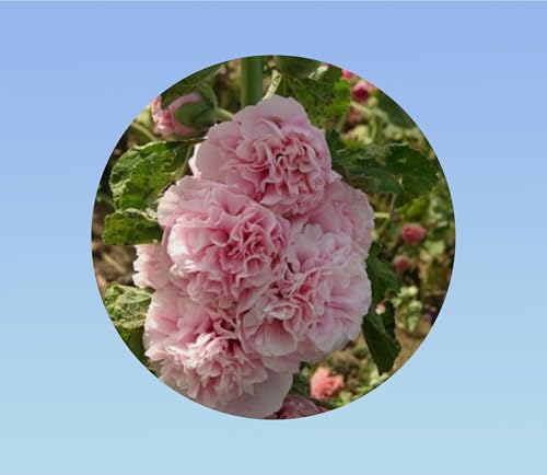 200 graines de Rose Tremiere rose clair - Alcea rosea - vivace - charter's rose