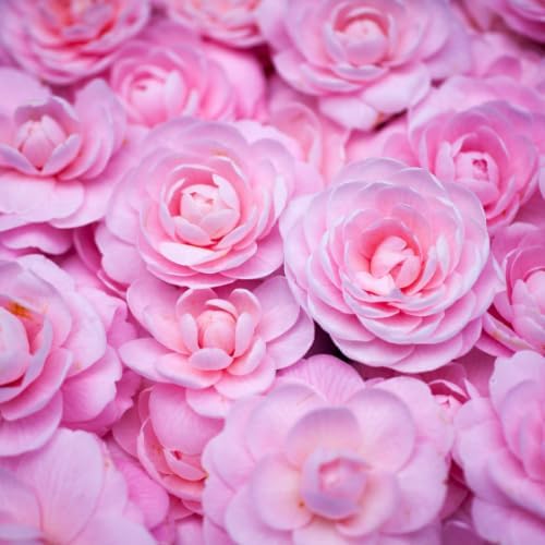 Camellia Plants Live, Rare Camellias Tree Live Plant, Vibrant Flower Shrub, Well-Rooted in Pot, Indoor Outdoor Flowering Zones 7-10 (White Pink)