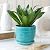 Elsjoy Set of 6 Ceramic Succulents Planter with Drainage Tray, 4.3 Inch Decorative Flower Pots Saucer Small Planter Pot for House Plants, Indoor Outdoor Plants, 6 Colors