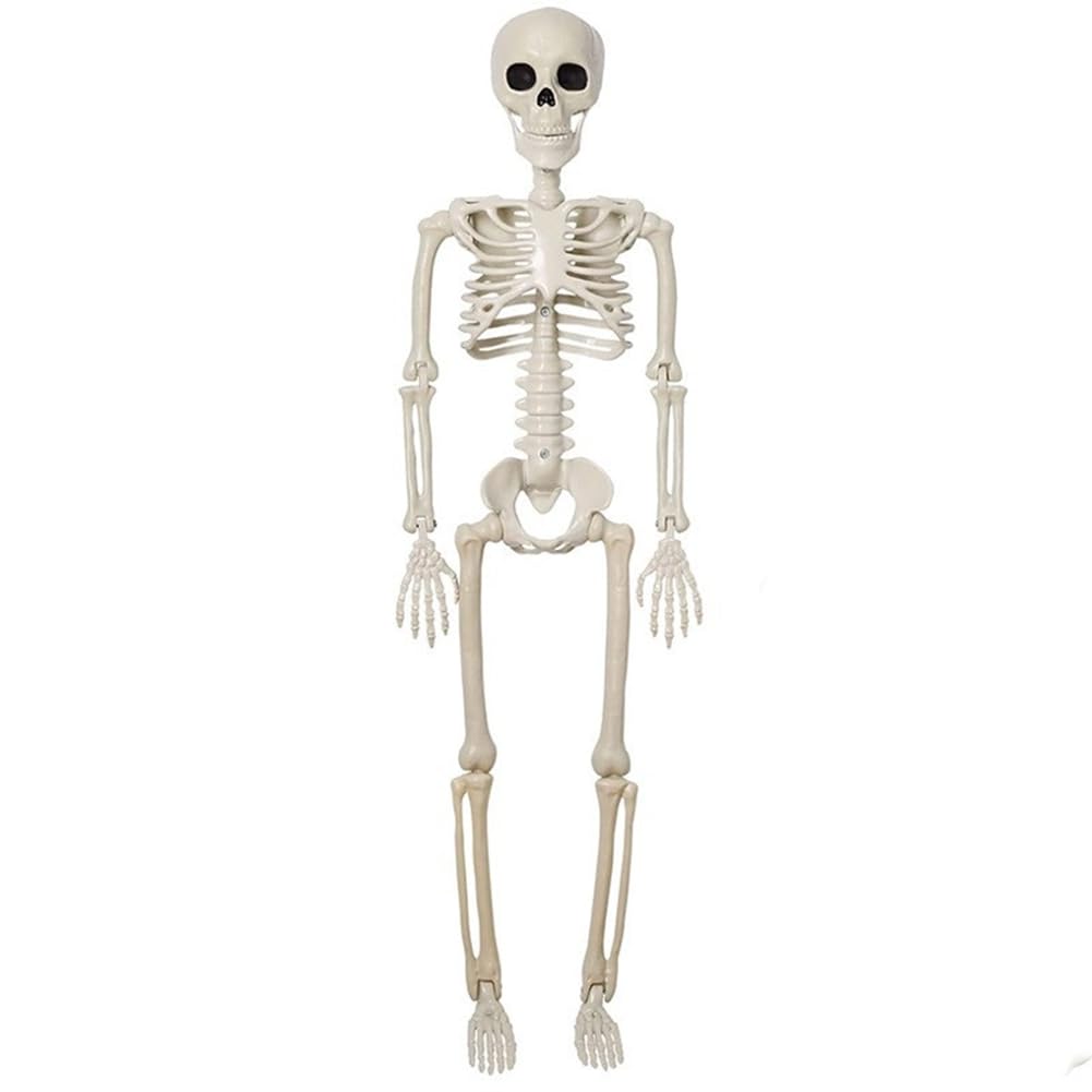 CTRLZS Halloween Skeleton Decoration, Posable Full Body Skeleton with Movable Joints, Spooky Prop for Yard, Garden, Lawn, Patio