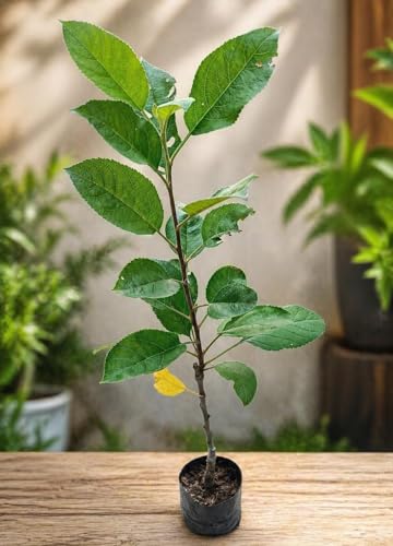 Image of All-Time 12 Months Hybrid GRAFTED Live Fruit Plant Original & Authentic Organic Tree for Outdoor Fast-Growing Fruit Plant Home Gardens Pack Of-1 (Golden Dorsett Apple Plant Live, Medium)