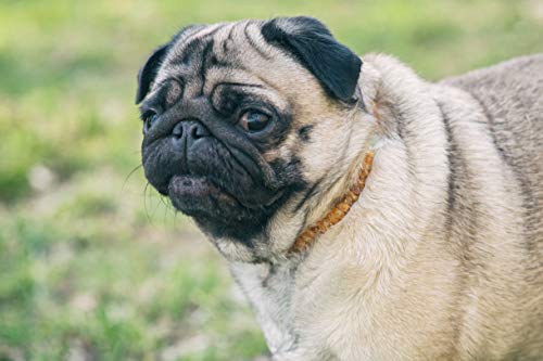 Amber Neck – Bernsteinhalsband für Hunde & andere Haustiere – Handgemacht aus echtem baltischen Bernstein – Echtes Leder – Verstellbar – Geschenkverpackung – Größen 40-45 cm