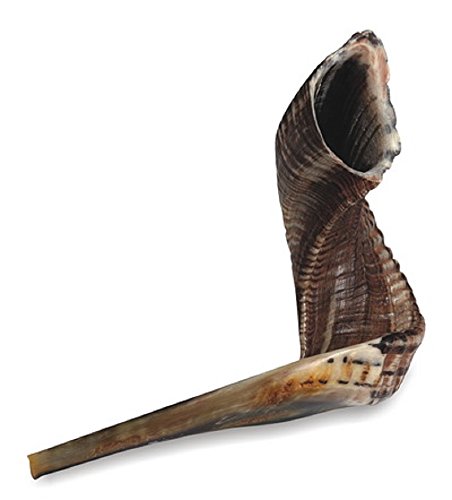 Ram's Horn Shofar Kosher Large Size 18.5