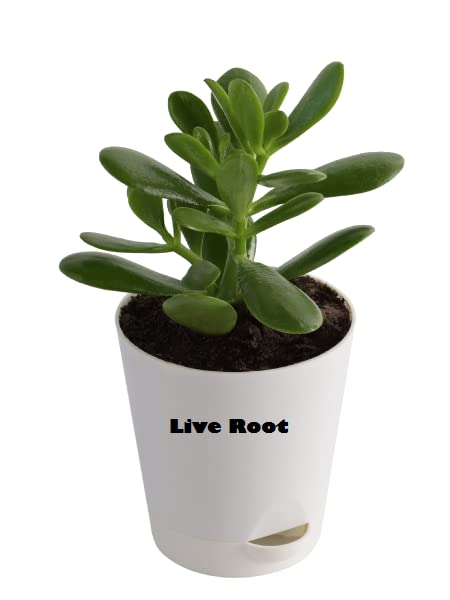 Live Root Crassula Ovata Jade Plant Moeney Tree (Good Luck Vastu Plant) (B0B7WNQHRB) Amazon Price History, Amazon Price Tracker