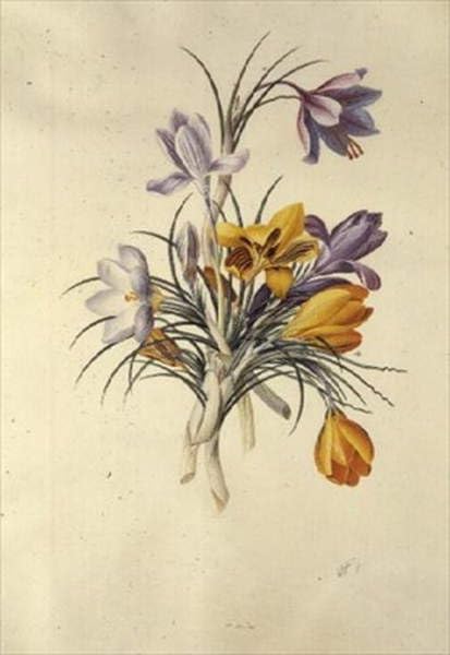Toile murale Crocus Georg Dionysius Ehret œuvre d'art haut de gamme