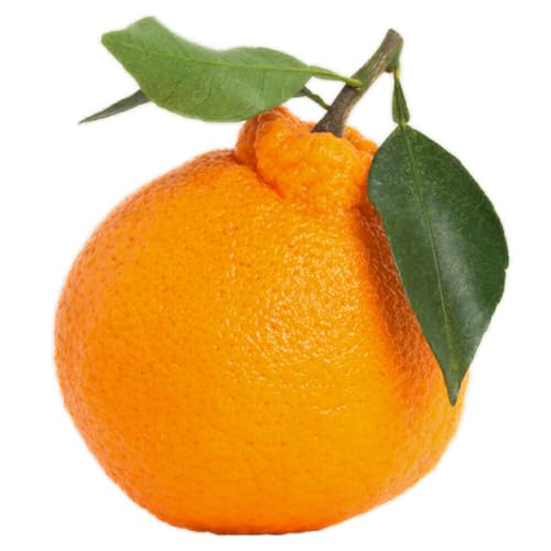 不知火3kg[2027年2月中旬-4月下旬頃出荷]森田果樹園