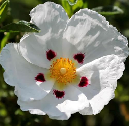 Aceite Esencial Rockrose Orgánico Puro 5 mL miniatura 2