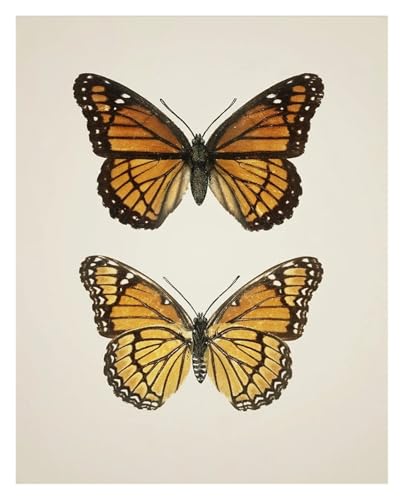 Affiche vintage papillons LEMST sur toile nature pour salon 40x50cm